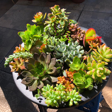 Montogren's Succulent Cactus Special